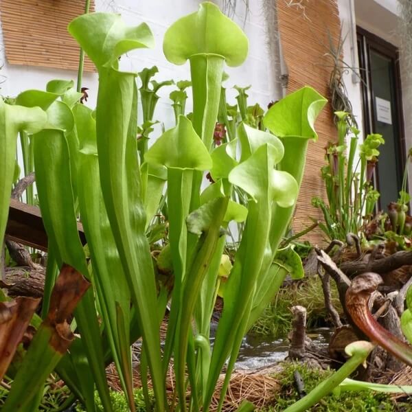 Pitcher Plant Yellow Seeds 