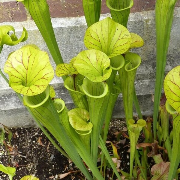 Pitcher Plant Yellow Seeds 