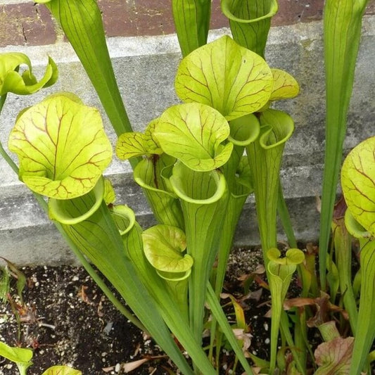 Pitcher Plant Yellow Seeds 