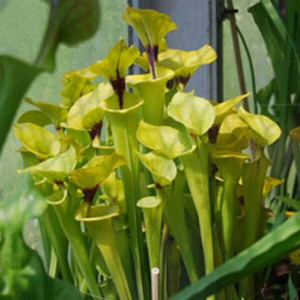 Pitcher Plant Yellow Seeds 