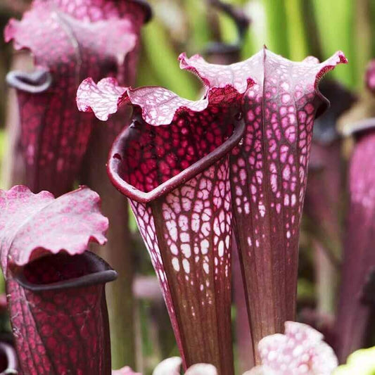 Pitcher Shaped Plant Seeds – Carnivorous Plant Seeds for Home Gardens