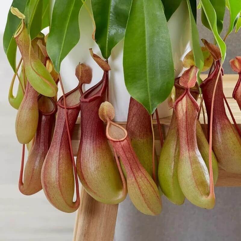 Pitcher Vine Seeds