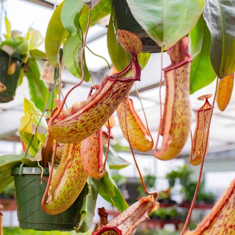 Pitcher Vine Seeds