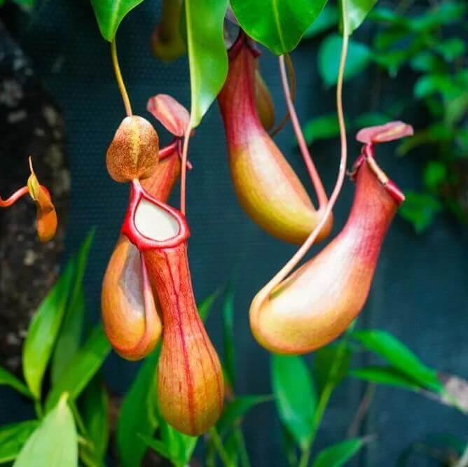 Pitcher Vine Seeds