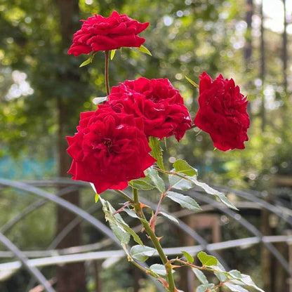 Pixie Miniature Rose Seeds - Heirloom Flower Plant for Home Gardens