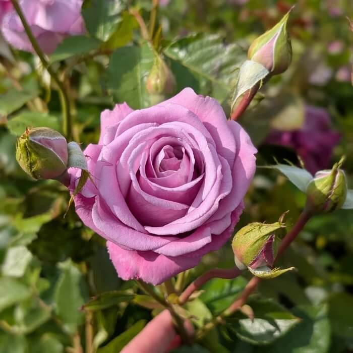 Pixie Miniature Rose Seeds - Heirloom Flower Plant for Home Gardens