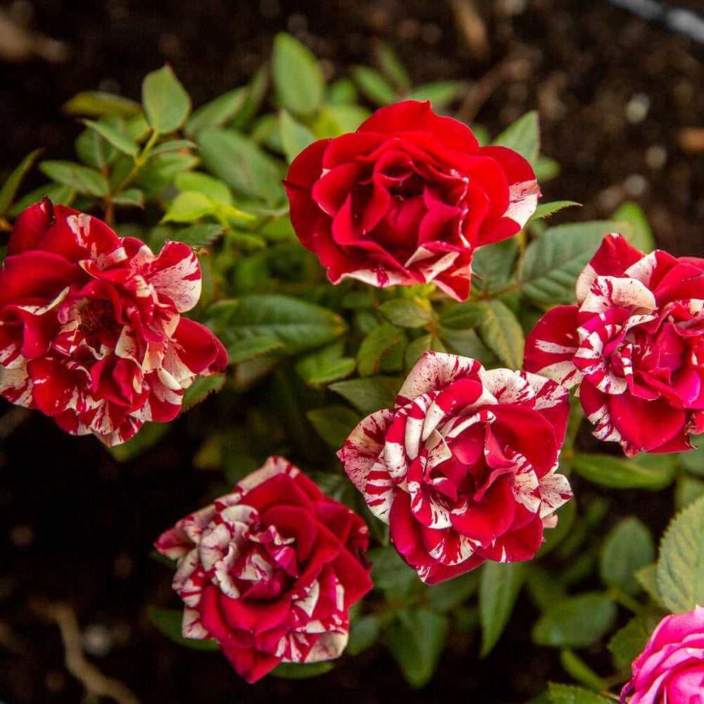 Pixie Miniature Rose Seeds - Heirloom Flower Plant for Home Gardens