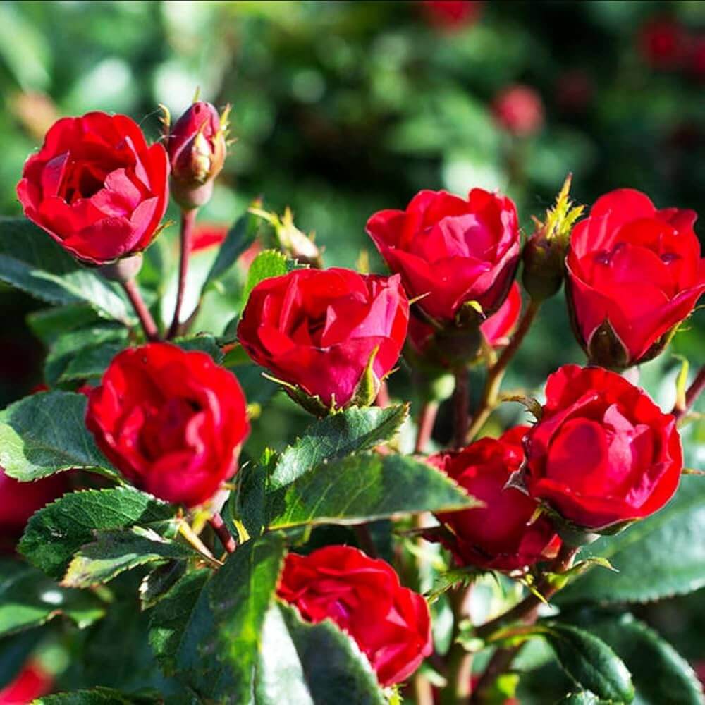 Pixie Miniature Rose Seeds - Heirloom Flower Plant for Home Gardens