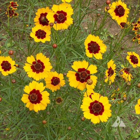 Plains Coreopsis Seeds - Flower Plant