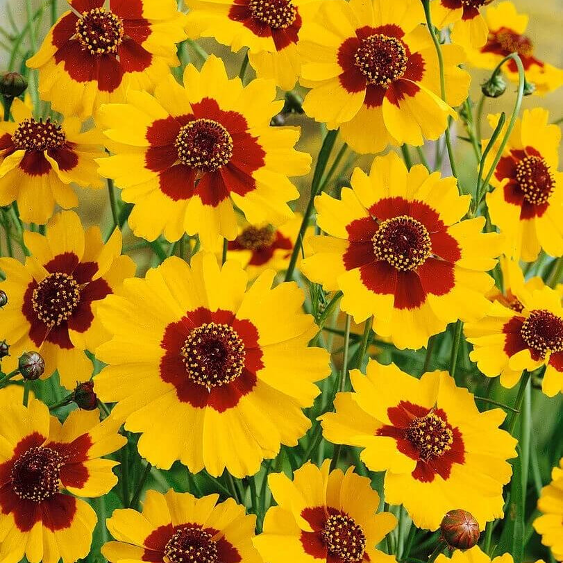 Plains Coreopsis Seeds - Flower Plant
