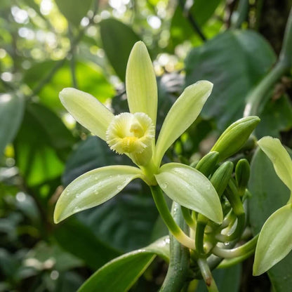 Planifolia Orchid Vanilla Seeds