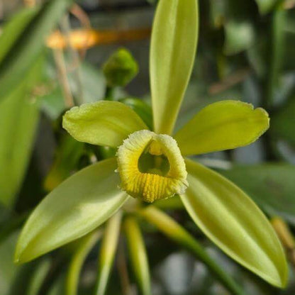 Planifolia Orchid Vanilla Seeds