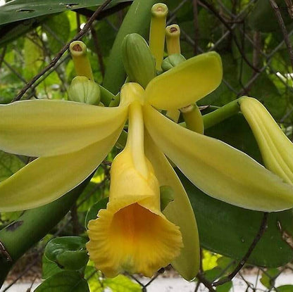 Planifolia Orchid Vanilla Seeds