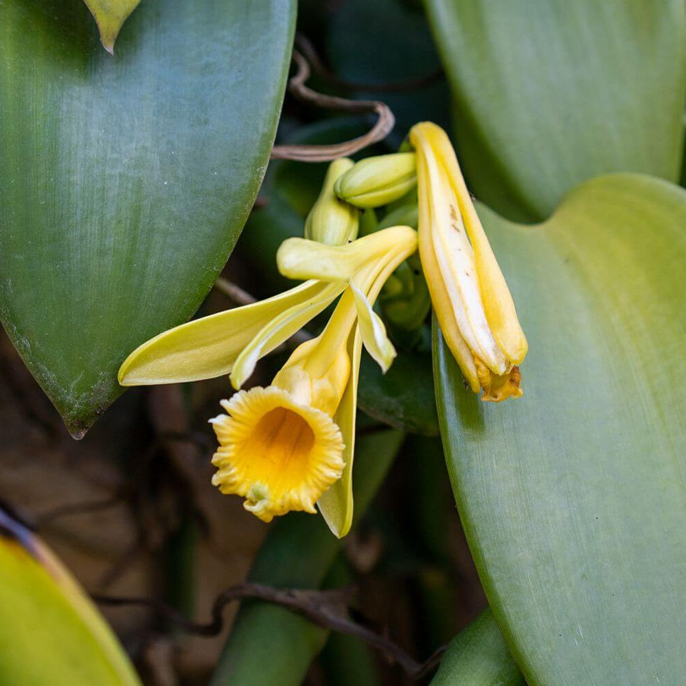 Planifolia Orchid Vanilla Seeds