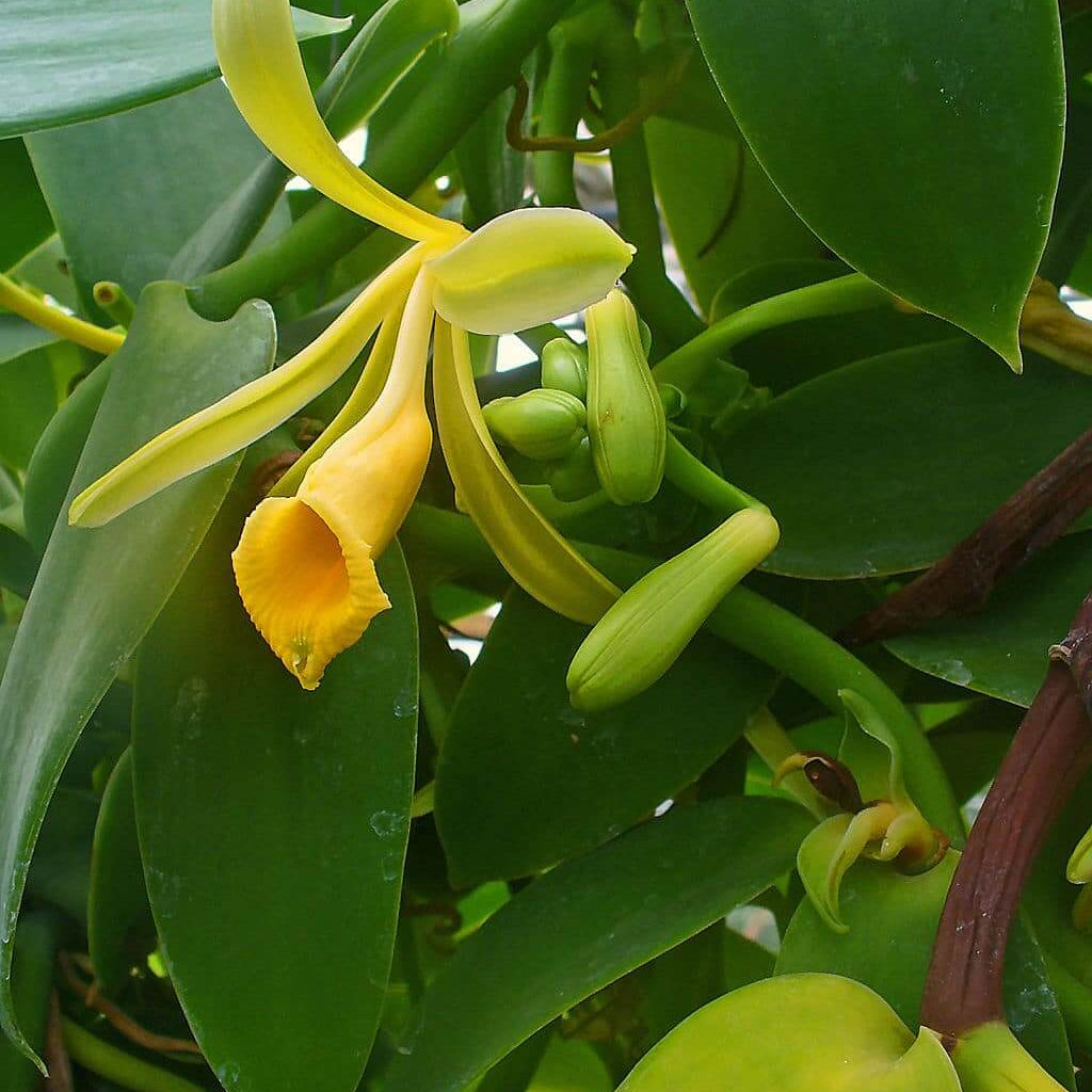 Planifolia Orchid Vanilla Seeds