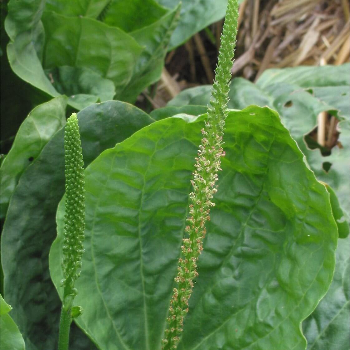 Plantago Major Seeds - Herbal Plant