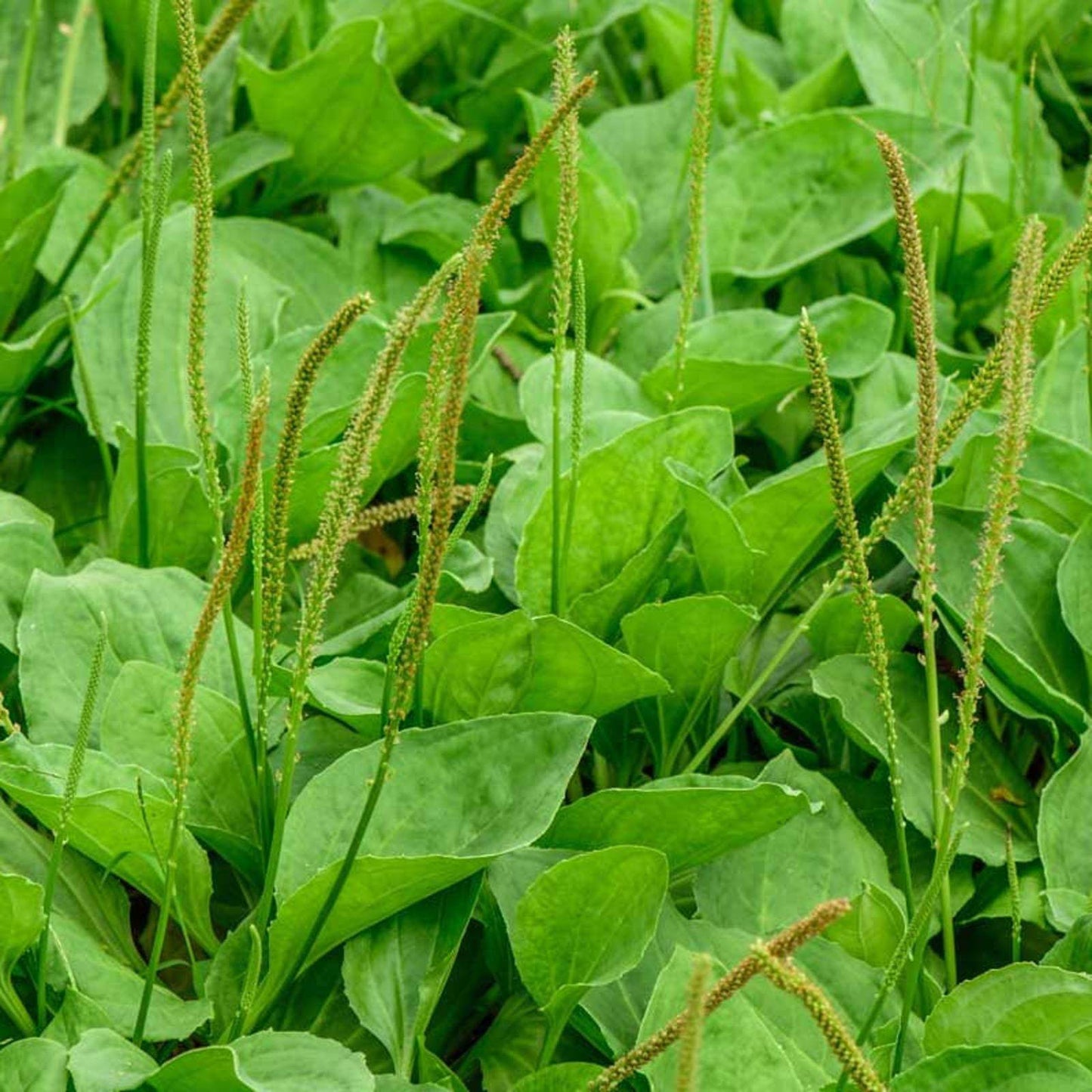 Plantago Major Seeds - Herbal Plant