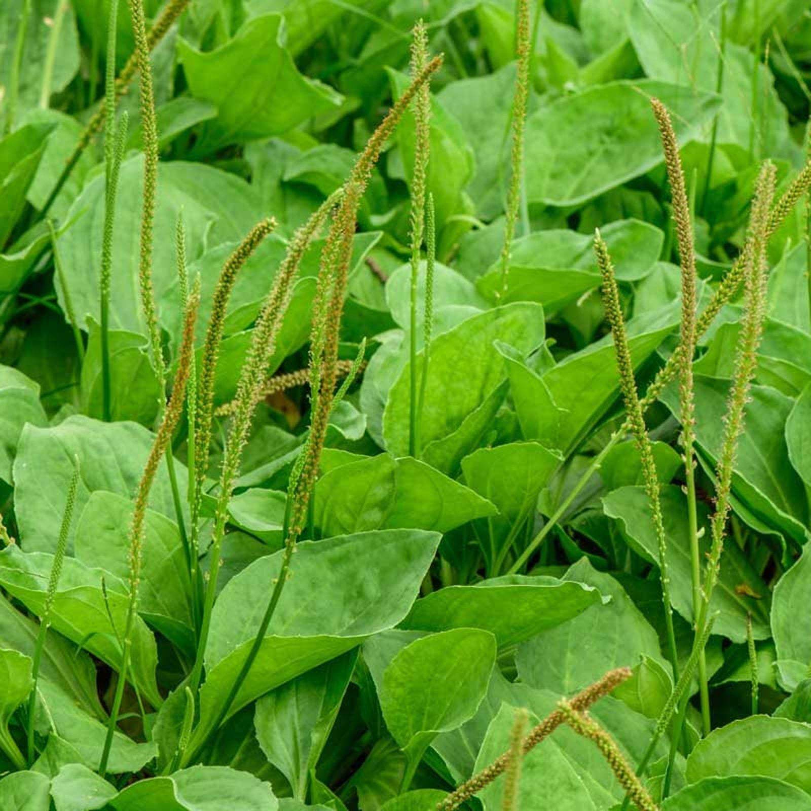Plantago Major Seeds - Herbal Plant