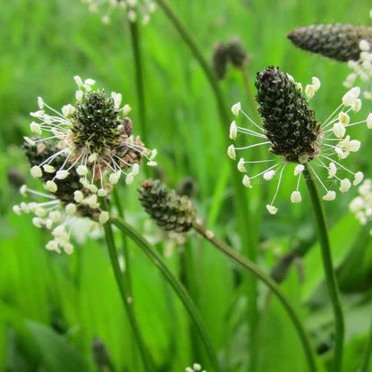 Plantago Seeds