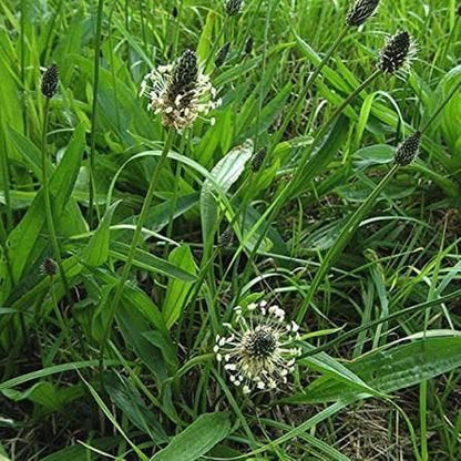 Plantago Seeds