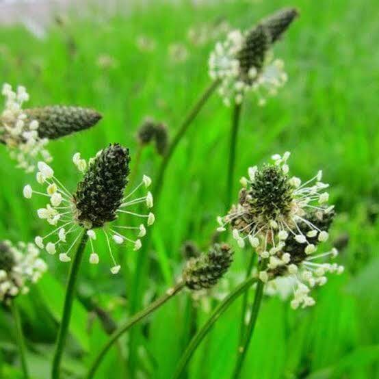 Plantago Seeds