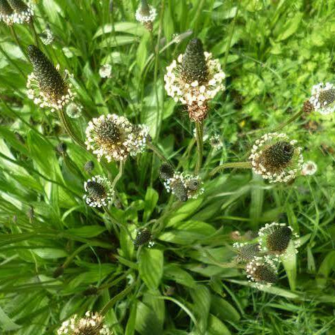 Plantago Seeds
