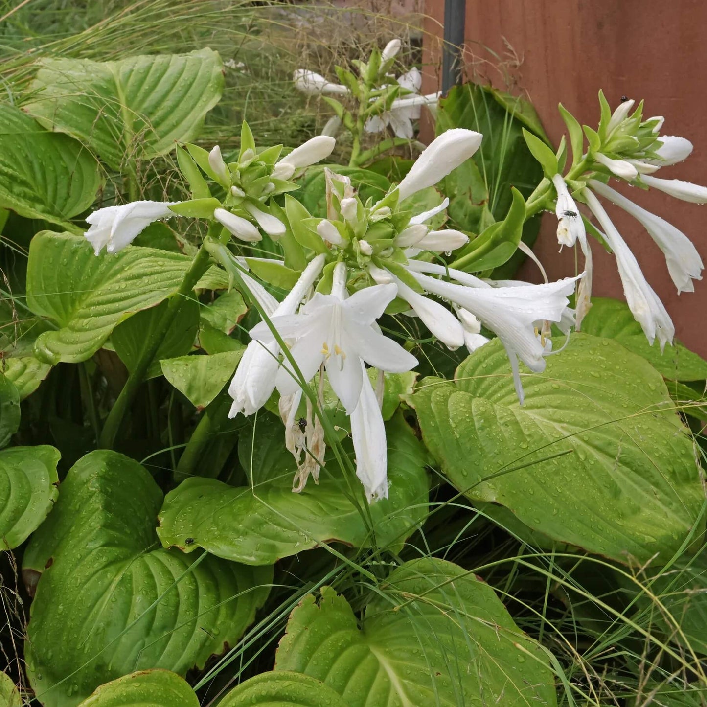 Plantain Lily Seeds