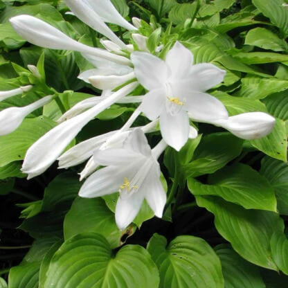 Plantain Lily Seeds