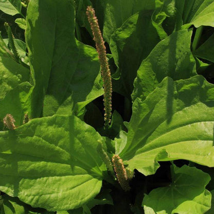 Plantain Seeds - Herbal Plant for Home Gardens