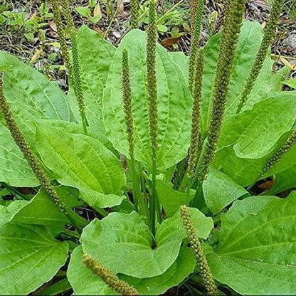 Plantain Seeds - Herbal Plant for Home Gardens