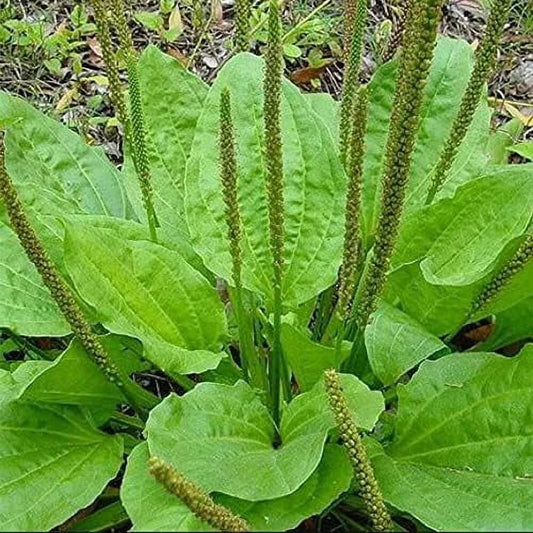 Plantain Seeds - Herbal Plant for Home Gardens