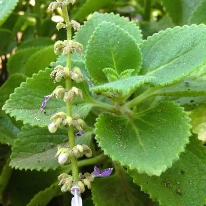 Plectranthus Amboinicus Seeds