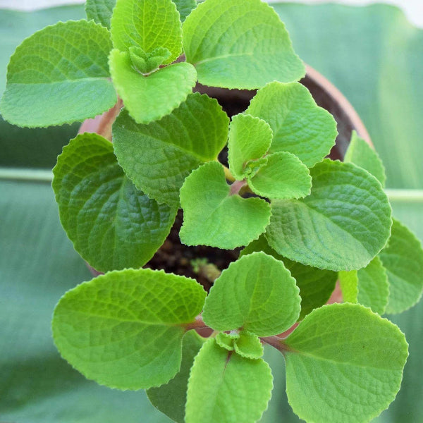 Plectranthus Amboinicus Seeds