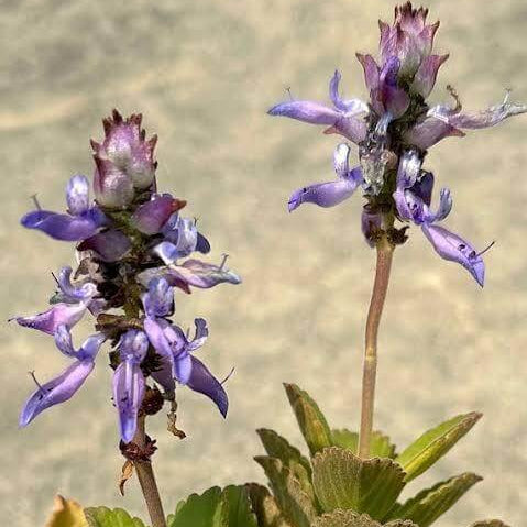 Plectranthus Caninus Seeds