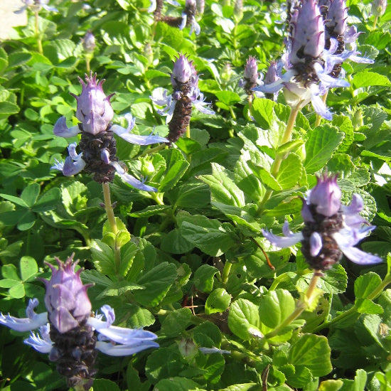 Plectranthus Caninus Seeds