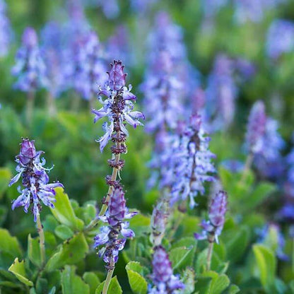 Plectranthus Caninus Seeds