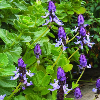 Plectranthus Caninus Seeds