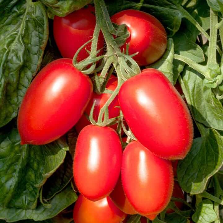Plum Regal Tomato Seeds- Vegetable Plant