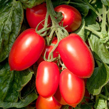 Plum Regal Tomato Seeds- Vegetable Plant