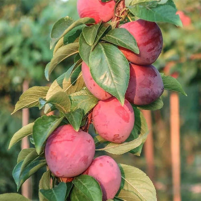 Plum Seeds 