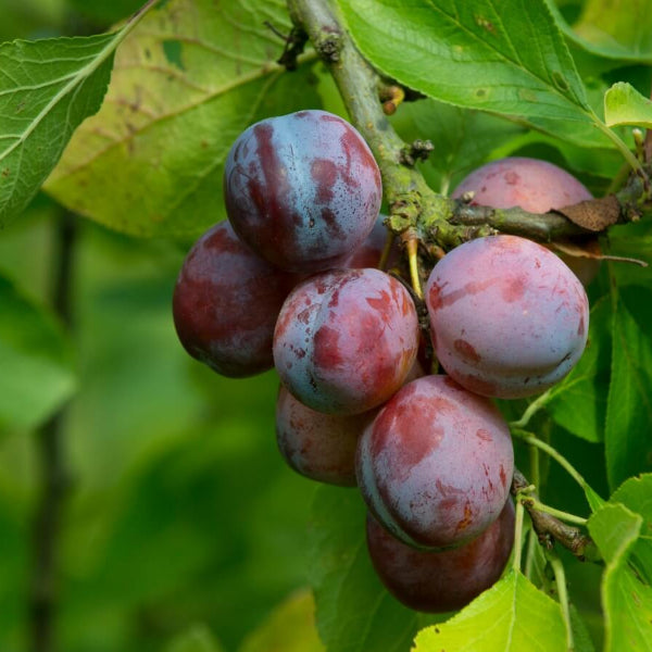 Plum Seeds - Plant for Home Gardens