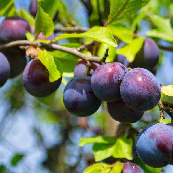Plum Seeds - Plant for Home Gardens