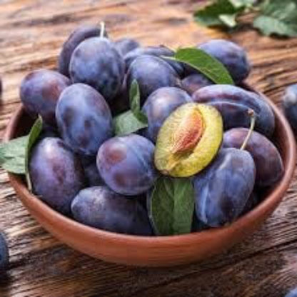 Plum Seeds - Plant for Home Gardens