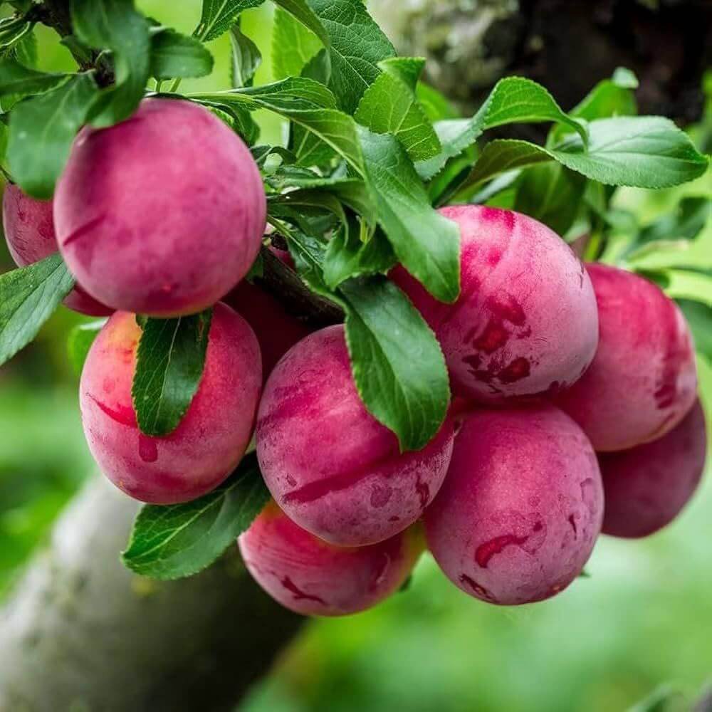 Plum Seeds 