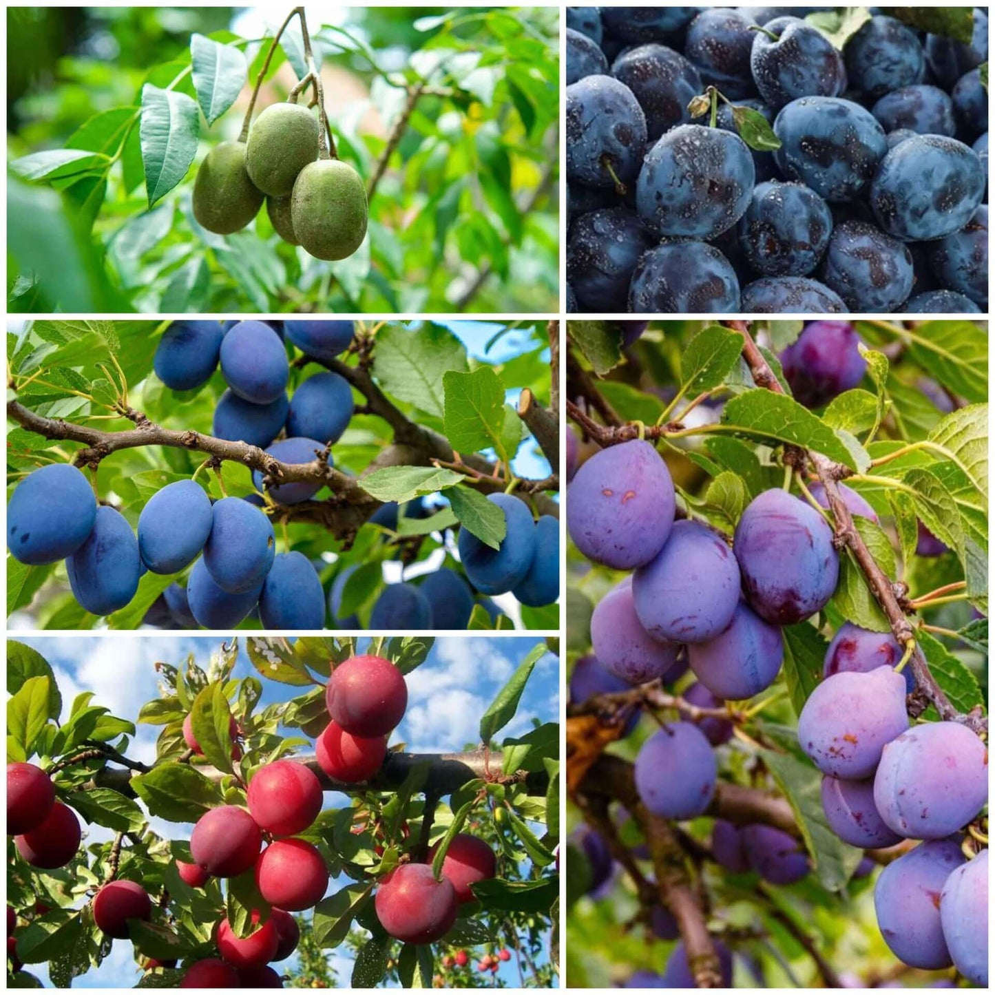 Plum Seeds 