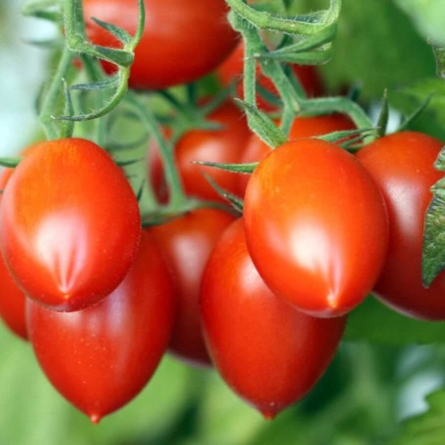 Plum Tomato Seeds