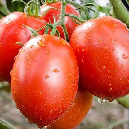 Plum Tomato Seeds