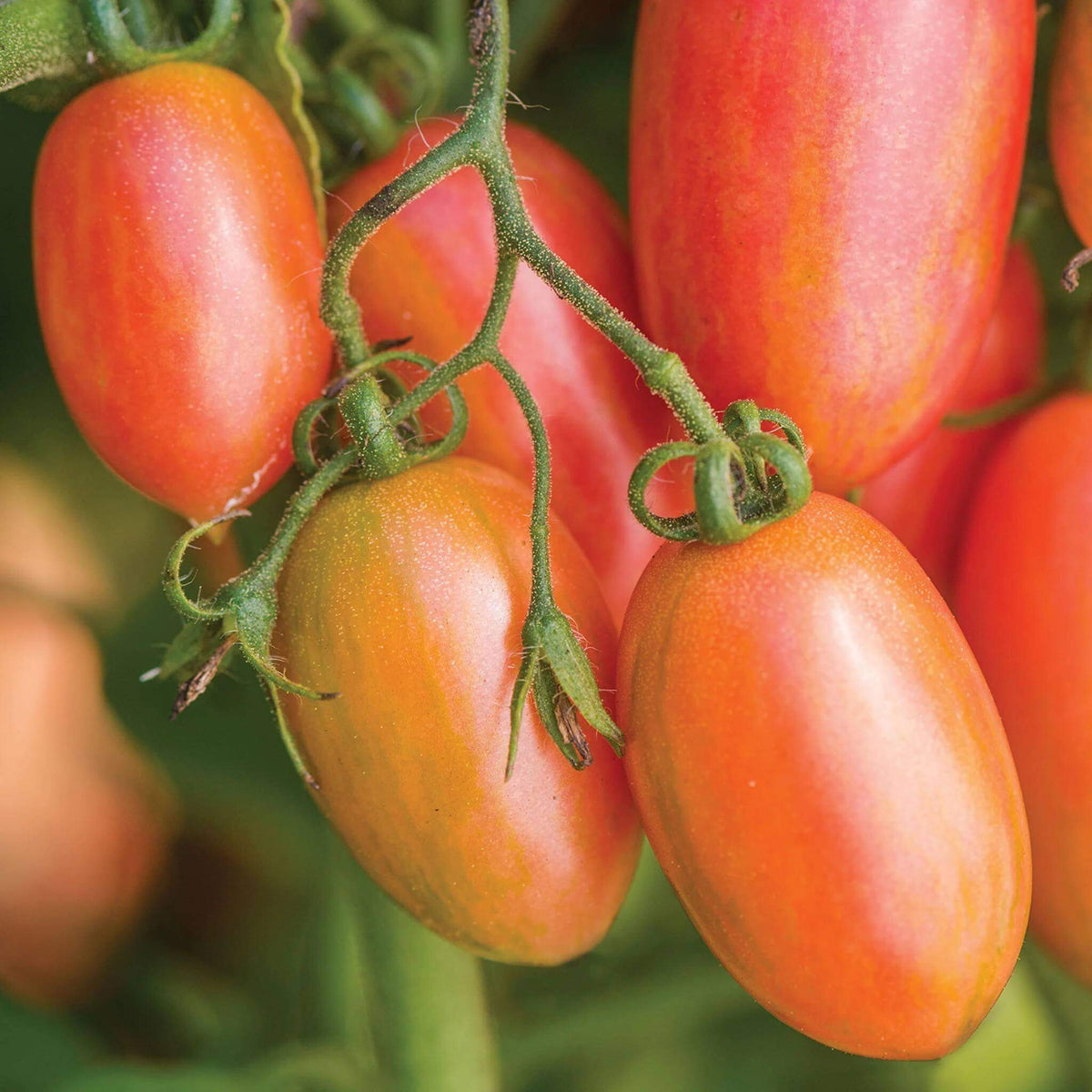Plum Tomato Seeds