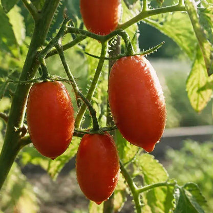 Plum Tomato Seeds