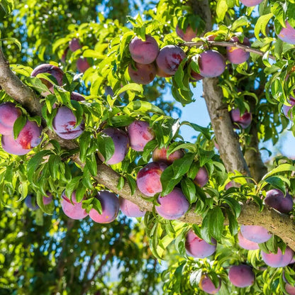 Plum Tree Seeds